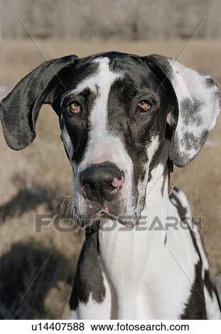 Harlequin Great Dane, Canada, Alberta View Large Photo Image Stock Photo - Harlequin Great Dane, Canada, Alberta. Fotosearch