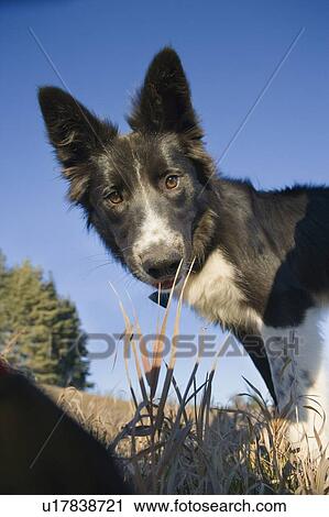 Low angle of black and white dog peering down at camera, Canada, Alberta View Large Photo Image Stock Image - Low angle of black and white dog peering down at camera, Canada, Alberta. Fotosearch