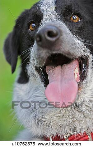 Mixed breed dog, Canada, Alberta View Large Photo Image Stock Photography - Mixed breed dog, Canada, Alberta. Fotosearch