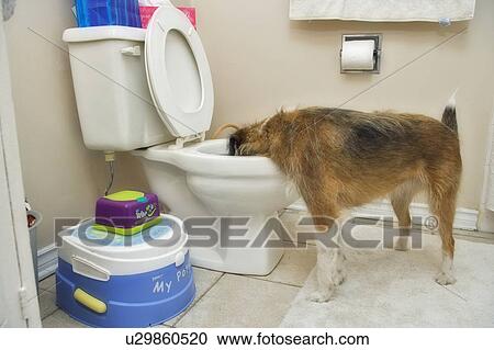 Mixed Breed Dog Drinks From Toilet Bowl Canada Alberta Stock Image U29860520 Fotosearch