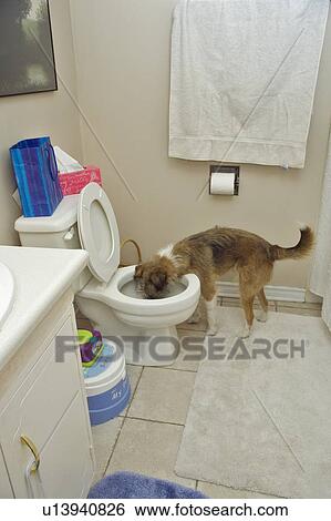 Stock Photograph - Mixed breed dog drinks from toilet bowl, Canada, Alberta. Fotosearch