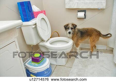 Stock Photograph - Mixed breed dog looks up after drinking from toilet bowl, Canada, Alberta. Fotosearch