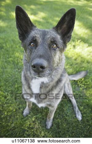 Mixed breed dog waiting for a treat, Canada, Alberta View Large Photo Image Stock Photo - Mixed breed dog waiting for a treat, Canada, Alberta. Fotosearch