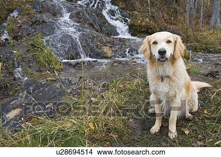 Picture - Tan coloured mixed breed dog seated near waterfall, Canada, Alberta. Fotosearch