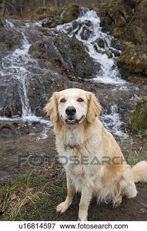 Tan coloured mixed breed dog seated near waterfall, Canada, Alberta View Large Photo Image Stock Photo - Tan coloured mixed breed dog seated near waterfall, Canada, Alberta. Fotosearch