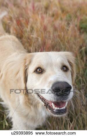 Stock Photography - Tan coloured mixed breed dog standing on long autumn grass, Canada, Alberta. Fotosearch