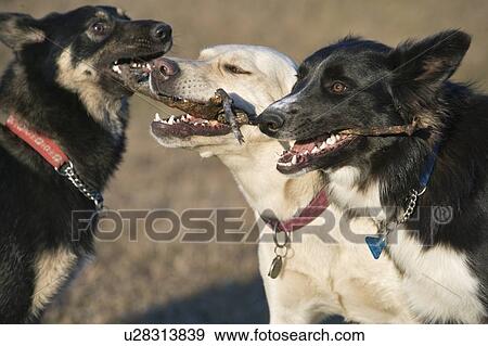 Stock Photo - Three mixed breed dogs biting on sticks, Canada, Alberta. Fotosearch