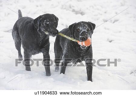 Two black dogs share toy in snow, Canada, Alberta View Large Photo Image Stock Image - Two black dogs share toy in snow, Canada, Alberta. Fotosearch