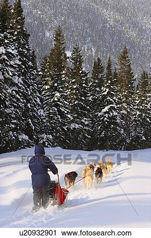 View of Dog Sled in action, Marsoui, Gaspesie, Quebec View Large Photo Image Stock Image - View of Dog Sled in action, Marsoui, Gaspesie, Quebec. Fotosearch