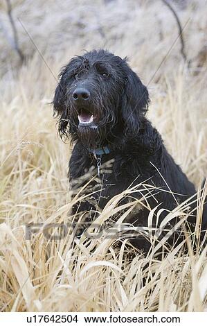 Wet black mixed breed dog stands on long dry grass, Canada, Alberta View Large Photo Image Picture - Wet black mixed breed dog stands on long dry grass, Canada, Alberta. Fotosearch