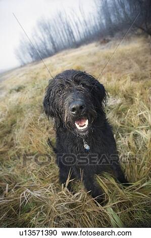 Wet black mixed breed dog stands on long dry grass, Canada, Alberta View Large Photo Image Stock Image - Wet black mixed breed dog stands on long dry grass, Canada, Alberta. Fotosearch