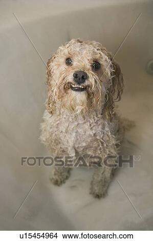 Picture - Wet white Mixed Breed Dog in bathtub, Canada, Alberta. Fotosearch