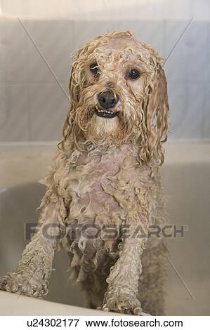 Wet white Mixed Breed Dog in bathtub, Canada, Alberta View Large Photo Image Stock Photo - Wet white Mixed Breed Dog in bathtub, Canada, Alberta. Fotosearch