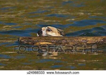 Stock Image - White and tan mixed breed dog swimming with large log in mouth, Canada, Alberta. Fotosearch