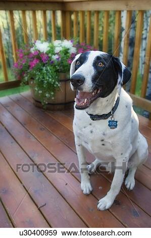 Stock Photo - Black and white mixed breed dog on wooden deck, Canada, Alberta. Fotosearch
