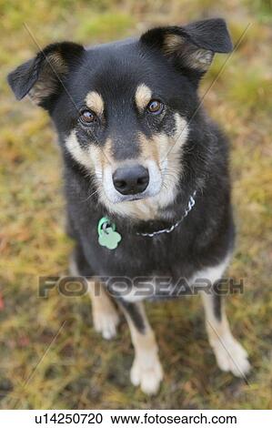 Black and white mixed breed dog, seated looking up at camera, Canada, Alberta View Large Photo Image Stock Image - Black and white mixed breed dog, seated looking up at camera, Canada, Alberta. Fotosearch