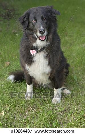 Stock Photo - Black and white mixed Breed Dog seated on grass, Canada, Alberta. Fotosearch