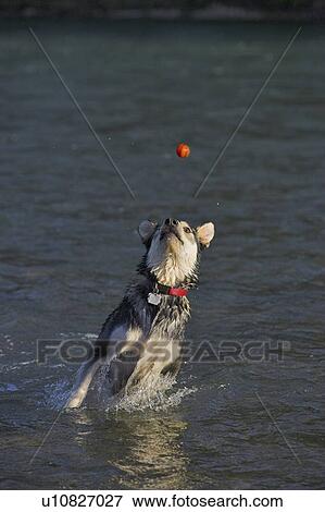 Stock Photo - Black and white mixed breed dog catching a ball in the water, Canada, Alberta. Fotosearch