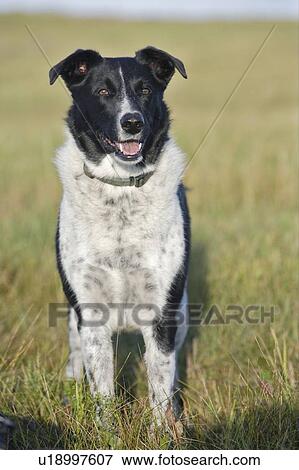 Black and white Mixed Breed Dog standing, Canada, Alberta View Large Photo Image Stock Photo - Black and white Mixed Breed Dog standing, Canada, Alberta. Fotosearch