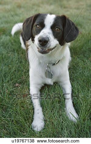 Black and white mixed breed lies down on green grass looking at camera, Canada, Alberta View Large Photo Image Stock Photo - Black and white mixed breed lies down on green grass looking at camera, Canada, Alberta. Fotosearch