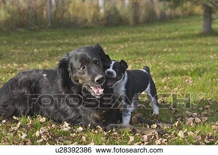 Black dog and black and white puppy, Canada, Alberta View Large Photo Image Stock Photograph - Black dog and black and white puppy, Canada, Alberta. Fotosearch