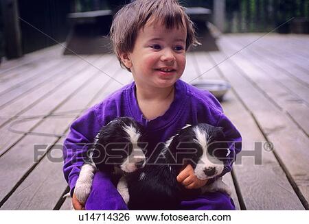 Stock Photograph - Boy, 2, plays with springer spaniel puppies on sundeck, Whistler, BC. Fotosearch