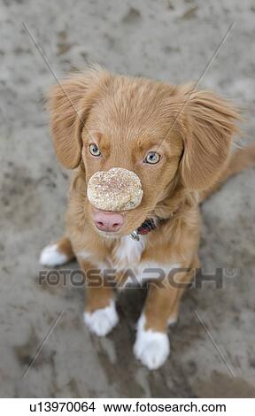 Brown dog seated with biscuit on nose, Canada, Alberta View Large Photo Image Picture - Brown dog seated with biscuit on nose, Canada, Alberta. Fotosearch