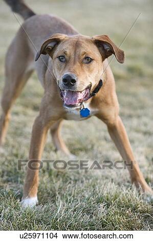 Brown mixed breed dog ready to play, Canada, Alberta View Large Photo Image Picture - Brown mixed breed dog ready to play, Canada, Alberta. Fotosearch