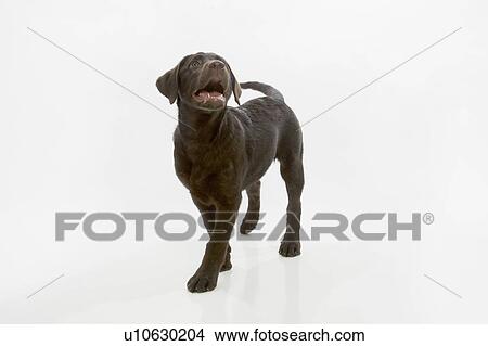 Chocolate labrador puppy, walking and looking up with mouth open View Large Photo Image Picture - Chocolate labrador puppy, walking and looking up with mouth open. Fotosearch