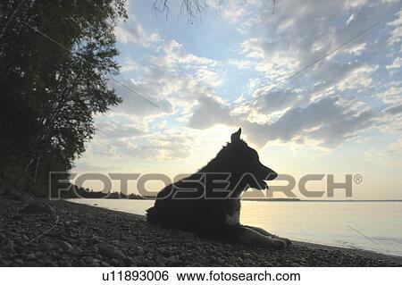 Dog by Clear Lake, evening; Canada, Manitoba, Riding Mountain National Park View Large Photo Image Stock Photograph - Dog by Clear Lake, evening; Canada, Manitoba, Riding Mountain National Park. Fotosearch