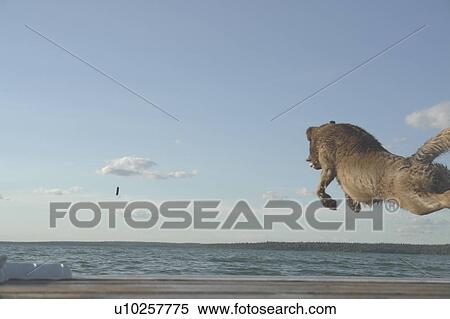 Dog chasing stick off dock Clear Lake; Canada, Manitoba, Riding Mountain National Park View Large Photo Image Stock Photography - Dog chasing stick off dock Clear Lake; Canada, Manitoba, Riding Mountain National Park. Fotosearch