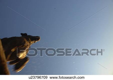 Dog leaping after stick into Clear Lake; Canada, Manitoba, Riding Mountain National Park View Large Photo Image Stock Photo - Dog leaping after stick into Clear Lake; Canada, Manitoba, Riding Mountain National Park. Fotosearch