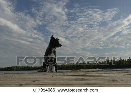 Dog on dock at Lake Katherine, no motor boats allowed.; Canada, Manitoba, Riding Mountain National Park View Large Photo Image Stock Photograph - Dog on dock at Lake Katherine, no motor boats allowed.; Canada, Manitoba, Riding Mountain National Park. Fotosearch