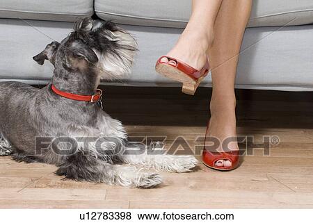 Dog on floor looks upward. Hardwood floors were made from recovered materials, Winnipeg, Canada View Large Photo Image Stock Photo - Dog on floor looks upward. Hardwood floors were made from recovered materials, Winnipeg, Canada. Fotosearch