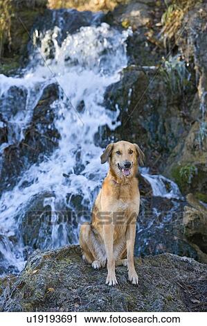 Gold coloured mixed breed dog seated in front of waterfall, Canada, Alberta View Large Photo Image Stock Image - Gold coloured mixed breed dog seated in front of waterfall, Canada, Alberta. Fotosearch