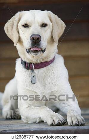 Stock Photo - Golden lab cross dog on wooden porch, Canada, Alberta. Fotosearch