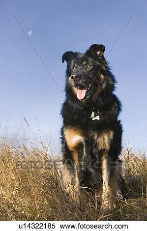 Low angle of black and brown mixed breed dog seated, looking off to the left, Canada, Alberta View Large Photo Image Stock Photography - Low angle of black and brown mixed breed dog seated, looking off to the left, Canada, Alberta. Fotosearch