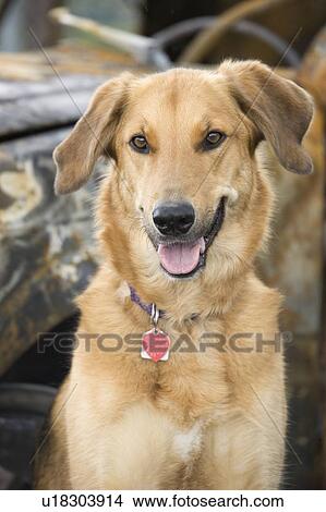 Mixed breed dog, Canada, Alberta View Large Photo Image Picture - Mixed breed dog, Canada, Alberta. Fotosearch