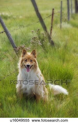 Stock Photography - Mixed Breed Dog, Canada, Alberta. Fotosearch