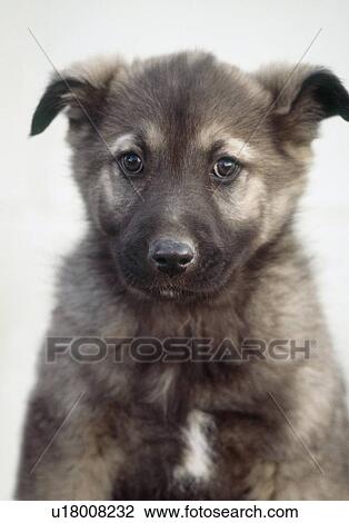 Stock Image - Mixed breed dog (collie, husky, shepherd cross), Canada, Alberta. Fotosearch
