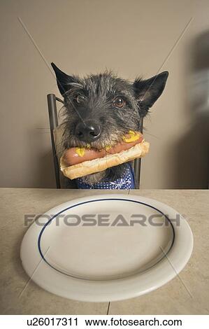 Stock Image - Mixed breed dog holding hot dog in bun in its mouth, Canada, Alberta. Fotosearch