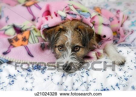 Stock Photo - Mixed Breed Dog in a bed, Canada, Alberta. Fotosearch
