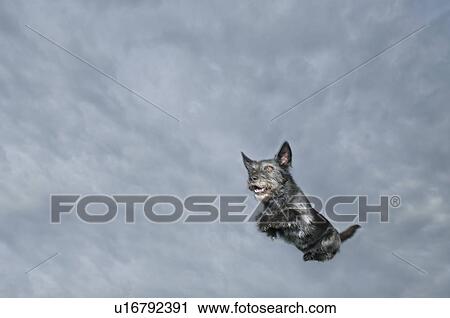 Mixed breed dog leaping through air, Canada, Alberta View Large Photo Image Stock Image - Mixed breed dog leaping through air, Canada, Alberta. Fotosearch