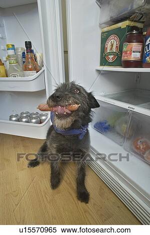Mixed breed dog purloining a hot dog from refrigerator, Canada, Alberta View Large Photo Image Stock Photography - Mixed breed dog purloining a hot dog from refrigerator, Canada, Alberta. Fotosearch