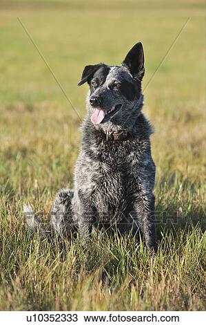 Stock Image - Mixed Breed Dog seated with one ear up, Canada, Alberta. Fotosearch