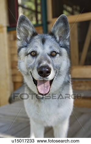 Stock Image - Mixed breed dog, silvery grey, Canada, Alberta. Fotosearch