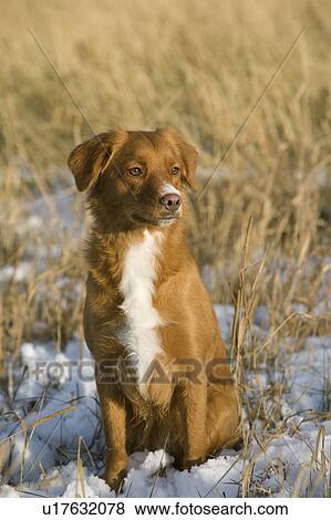 Nova Scotia Duck Tolling Retriever dog, Canada, Alberta View Large Photo Image Stock Photo - Nova Scotia Duck Tolling Retriever dog, Canada, Alberta. Fotosearch