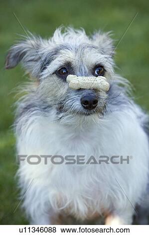 Petit Blanc Et Gris Espèce Mélangée Chien Balances Biscuit Chien Sur Sien Nez Canada Alberta Banque De Photo