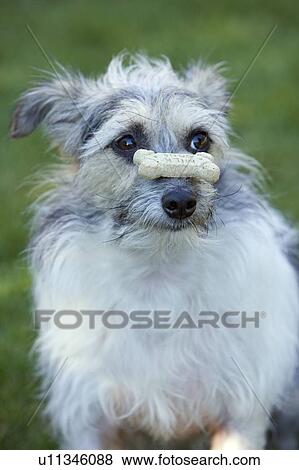Small white and grey mixed breed dog balances dog biscuit on its nose, Canada, Alberta View Large Photo Image Stock Photo - Small white and grey mixed breed dog balances dog biscuit on its nose, Canada, Alberta. Fotosearch