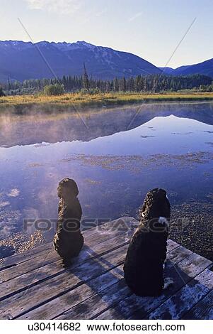 Springer spaniels sit on dock, looking out at water quietly, Whistler, BC View Large Photo Image Stock Image - Springer spaniels sit on dock, looking out at water quietly, Whistler, BC. Fotosearch